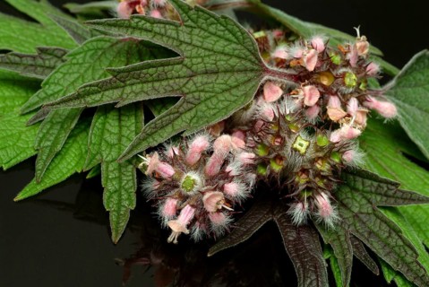 Motherwort