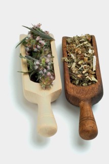 Motherwort