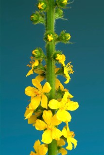 Common agrimony