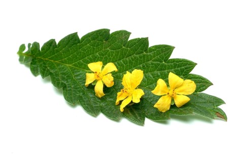 Common agrimony