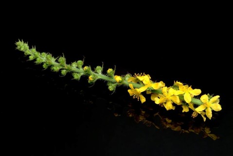 Common agrimony