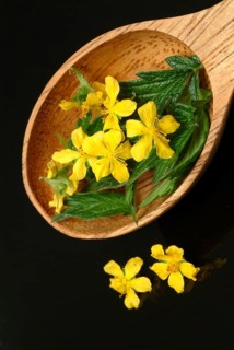 Common agrimony