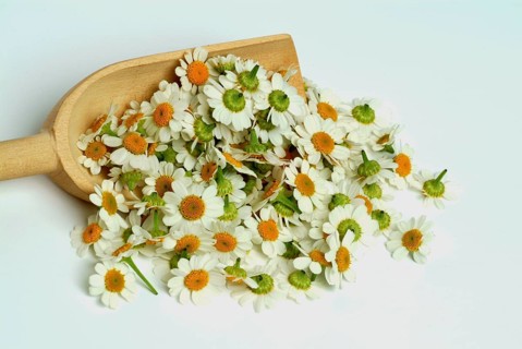 Feverfew