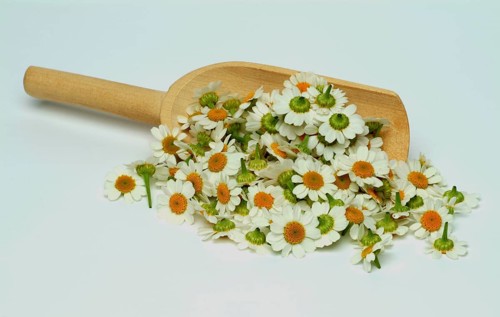 Feverfew