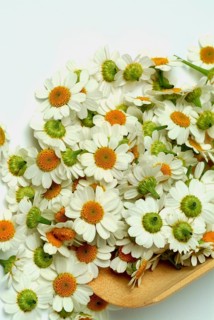 Feverfew