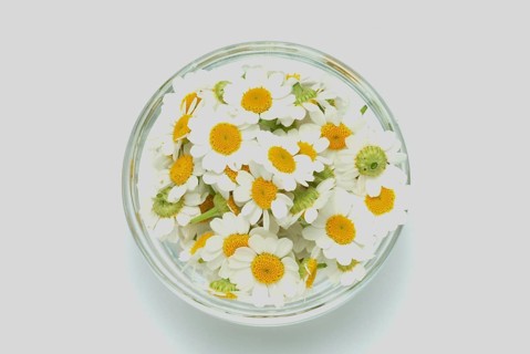 Feverfew