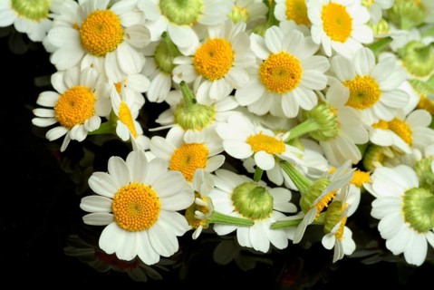Feverfew