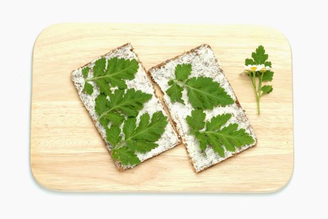 Feverfew