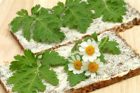 Feverfew