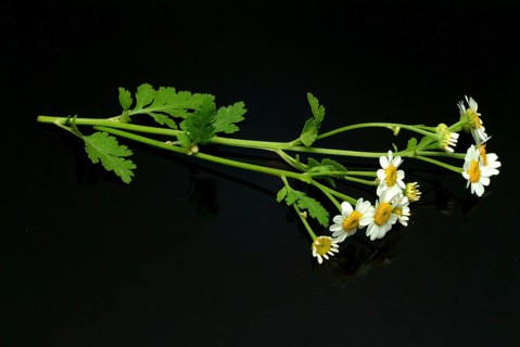 Feverfew