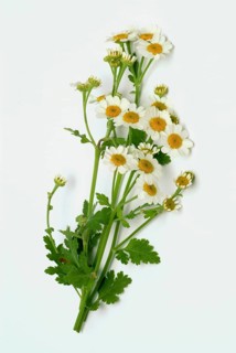 Feverfew