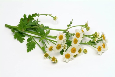 Feverfew