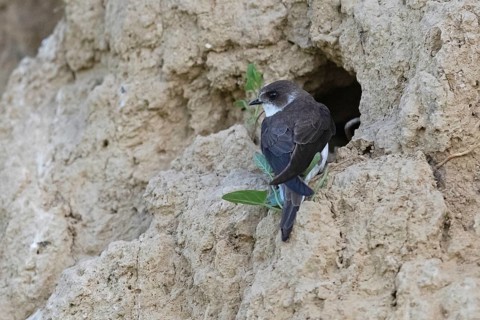 Sand martin