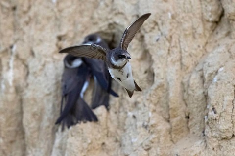 Sand martin