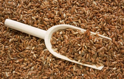Rice