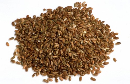 Rice