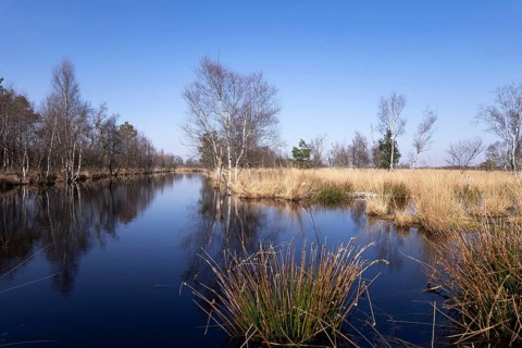Moor protection in the Bockholter Dose