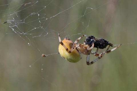 Four-spot orb weaver