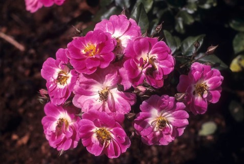 Rose flower