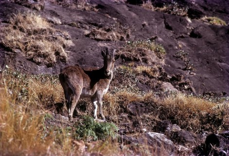 Nilgiri Thar