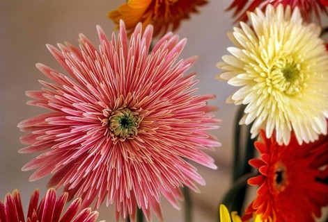 Gerbera jamsonii flower