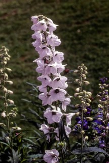 (Delphinium) flower, Pacfic Giants Ice Plant in the Government Botanical garden in Udhagamandalam