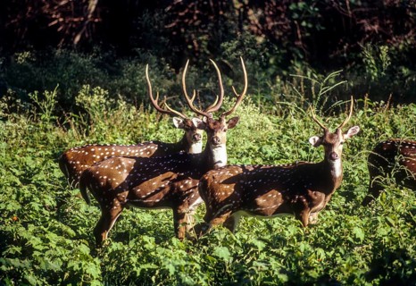 Chitals spotted deer stags in Bandipur Sanctuary
