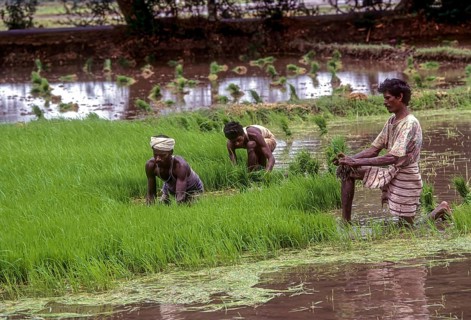 Pulling out and bundling the Rice