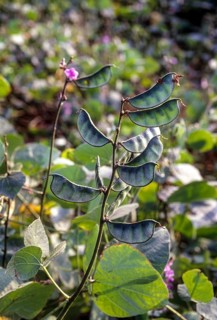 Lablab bean sabre bean in the field