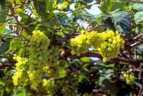 Thomson seedless Grapes growing in field