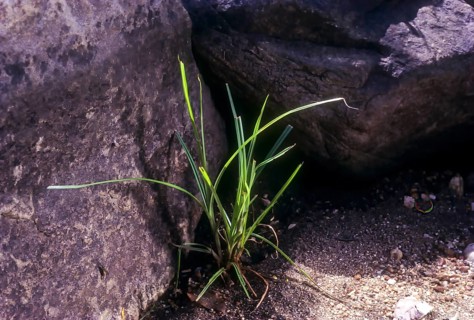 Medicinal plant nut grass nagarmotha motha