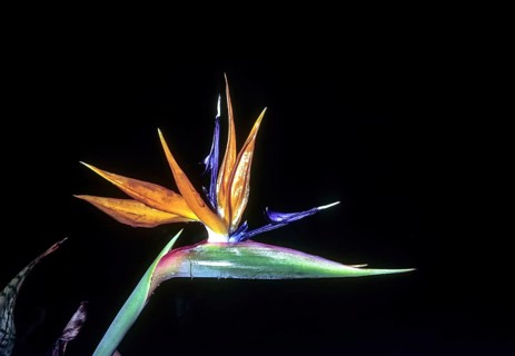 Bird of paradise