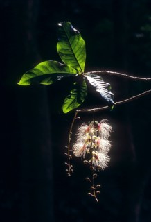 Lecythidaceae Powder Puff Tree
