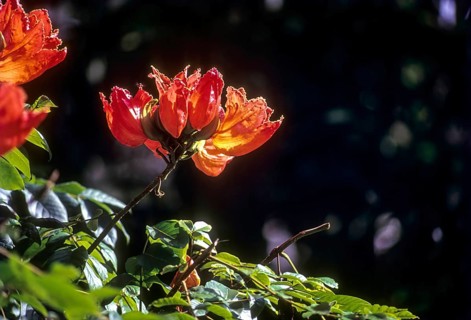 Flowering