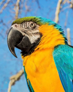 Portrait of macaw parrot on natural bacground