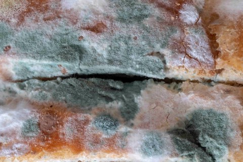 Macro view of moldy bread slices