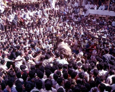 Jallikattu taming