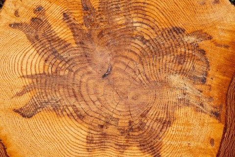 Patterns in section detail from pine tree trunk