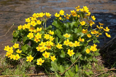 Kingcup or Marsh Marigold