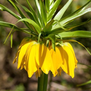 Kaiser's crown