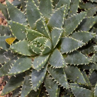 Short-leaved Aloe
