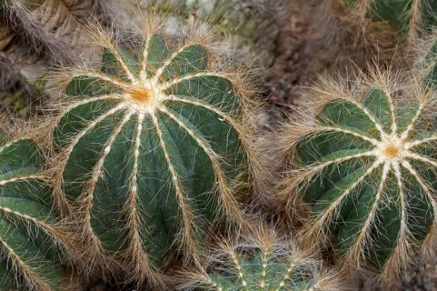 Cactus