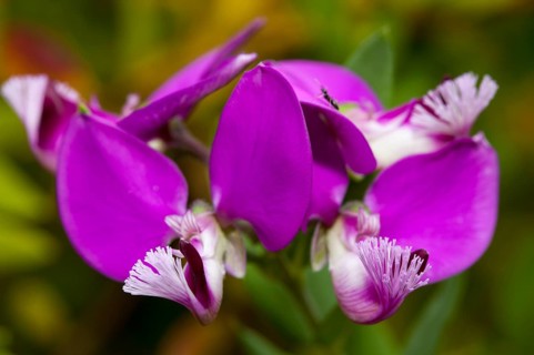 Milkwort