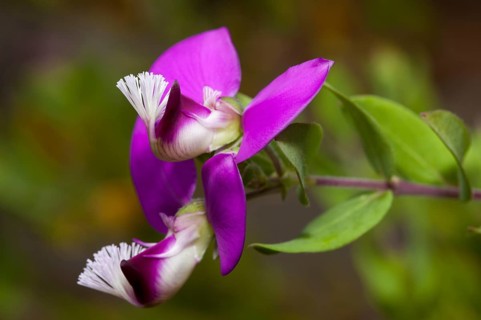 Milkwort