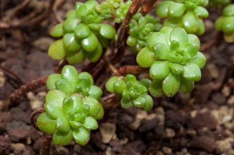 Dwarf Aeonium