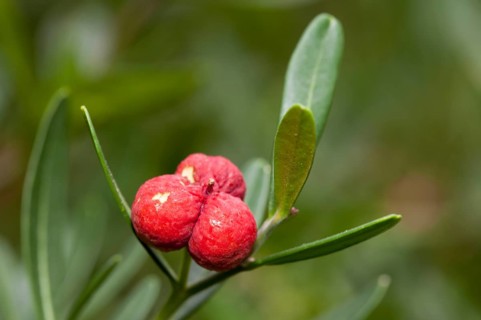 Spurge Olive