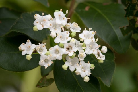 Laurestinus Viburnum