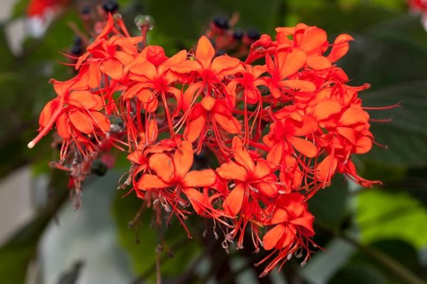 Flaming Glorybower