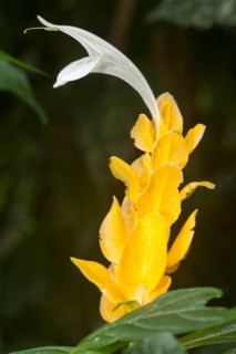 Lollipop Plant