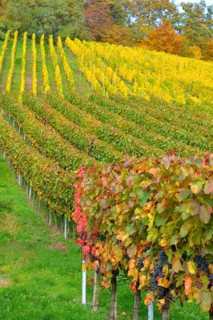 BW. near Sternenfels colourful vineyards in autumn